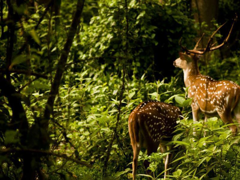 Sauraha Nana Hotel Экстерьер фото